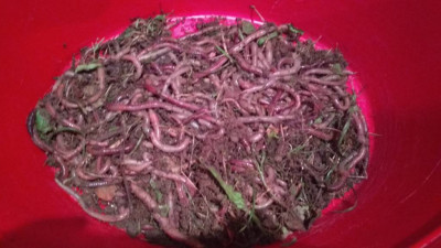 Шарановоды о рыбалке. - IMG_20190824_023450.jpg